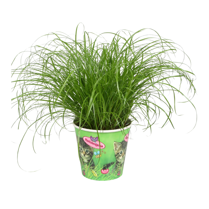 <h4>Cyperus alternifolius Zumula in kattenbeker</h4>