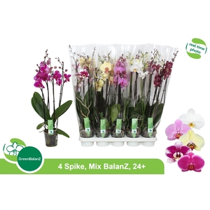 PHAL GEM