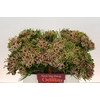 Kaaps Groen Strawberry Berzelia