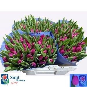 <h4>TU EN PINK ARDOUR</h4>