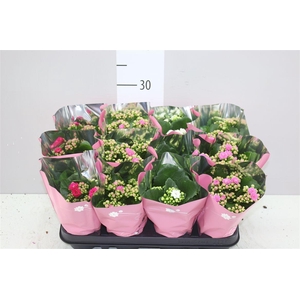 Kalanchoe Calandiva Mix Pastel
