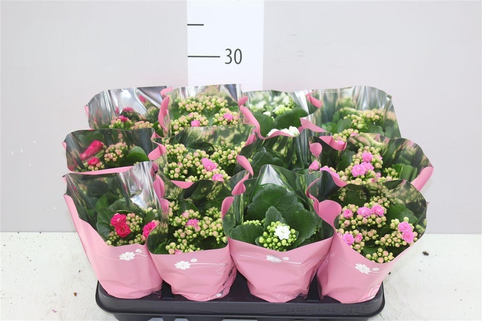 <h4>Kalanchoe Calandiva Mix Pastel</h4>