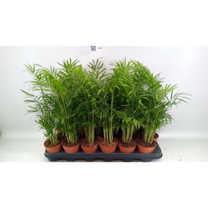 Chamaedorea elegans