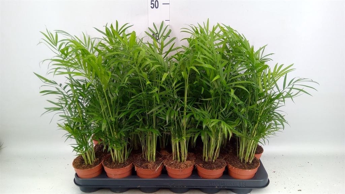 <h4>Chamaedorea elegans</h4>