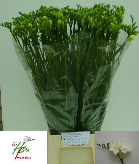 <h4>FR DU VERSAILLES</h4>