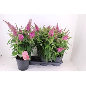 BUDD BFC LITTLE PINK