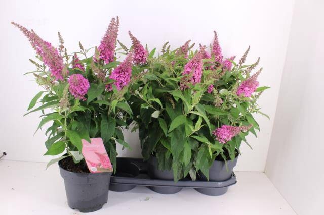 <h4>BUDD BFC LITTLE PINK</h4>