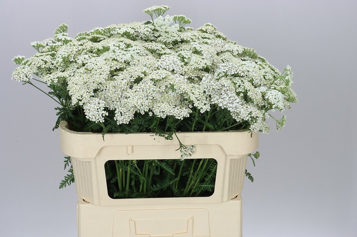 <h4>Achillea White Beauty</h4>