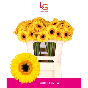 Germini Mallorca Water