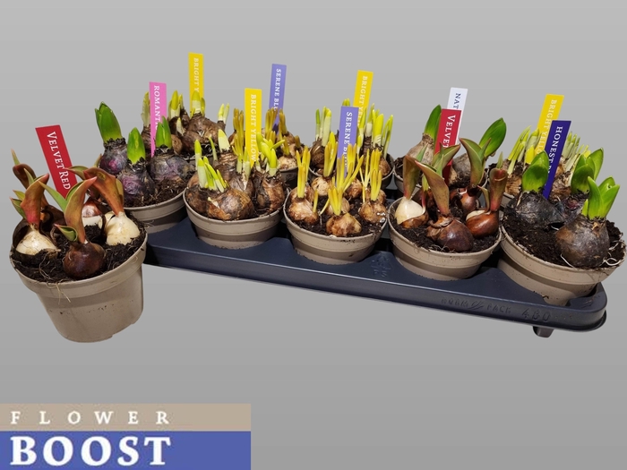 <h4>BOLBLOEMEN GEM</h4>