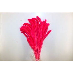 Dried Setaria Fuchsia Bunch