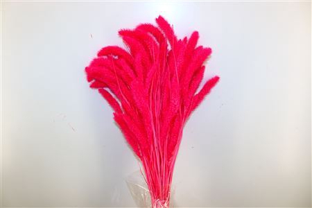 Dried Setaria Fuchsia Bunch