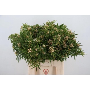 CHOISYA AZTEC PEARL BLOEIEND 70CM