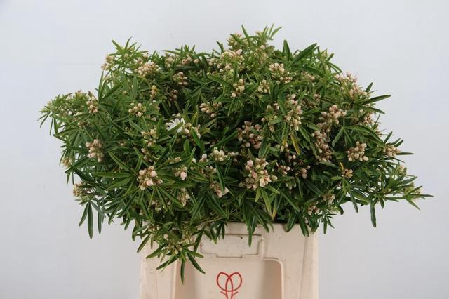 <h4>CHOISYA AZTEC PEARL BLOEIEND 70CM</h4>