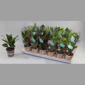 Codiaeum var. KL   ...mix 3