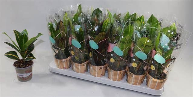 <h4>Codiaeum var. KL   ...mix 3</h4>