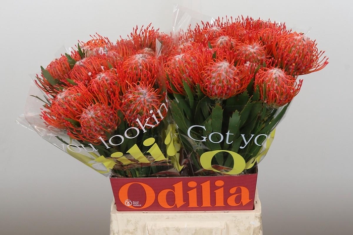 <h4>Nutans Tango</h4>