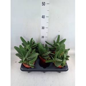 Gasteria