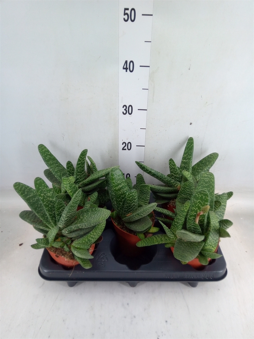<h4>Gasteria</h4>