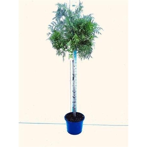 ** Thuja P Aurea