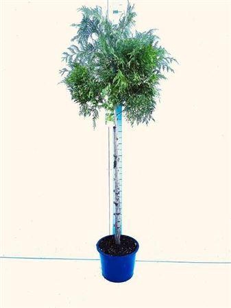 <h4>** Thuja P Aurea</h4>