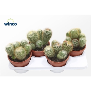 Mammillaria Spinosissima (group)