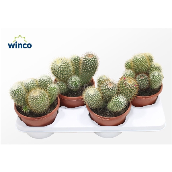 <h4>Mammillaria Spinosissima (group)</h4>