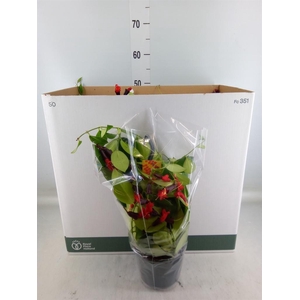 Aeschynanthus  'Mona Lisa'