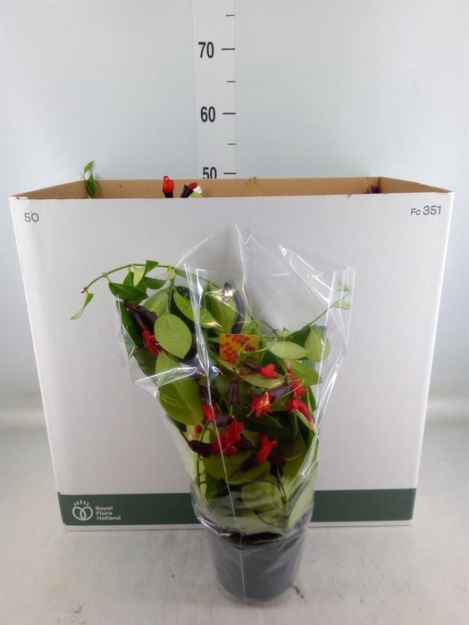 <h4>Aeschynanthus  'Mona Lisa'</h4>