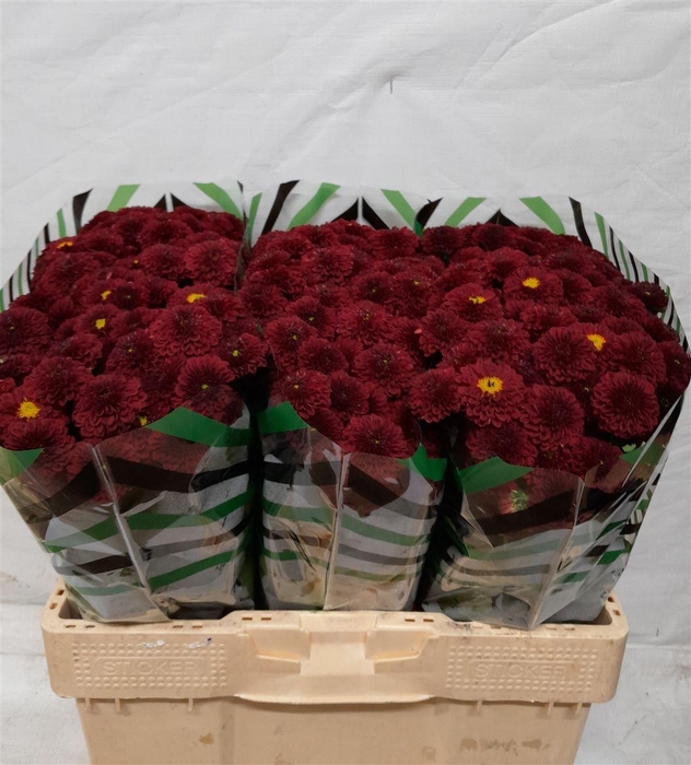 <h4>Chr S Alonso</h4>