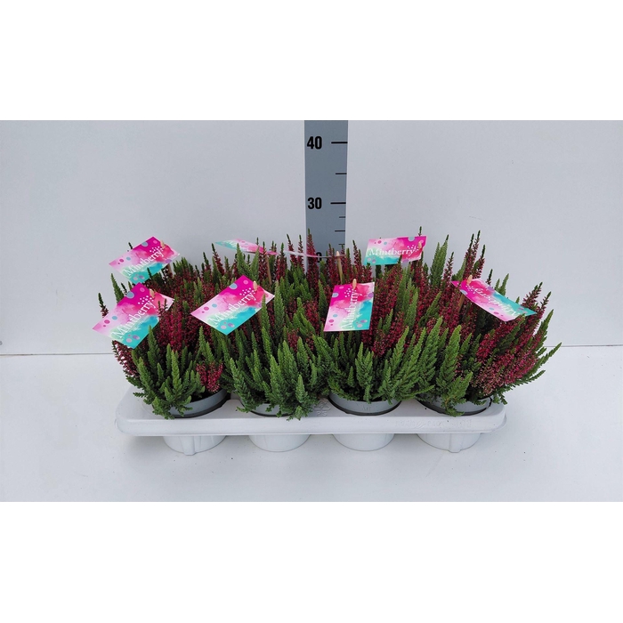 <h4>Calluna vulg. 'Beauty S Mintberry'</h4>
