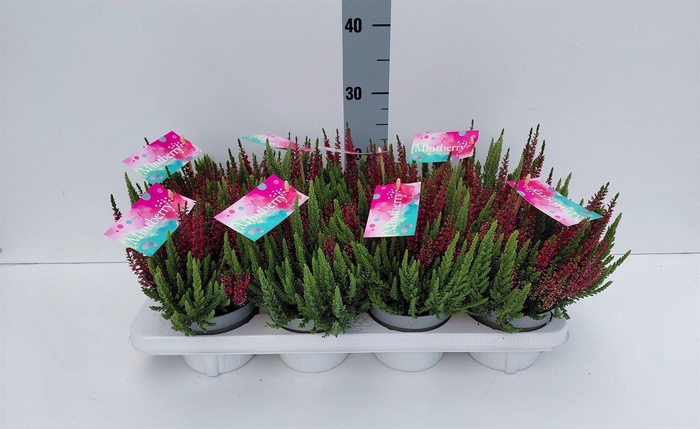 Calluna vulg. 'Beauty S Mintberry'