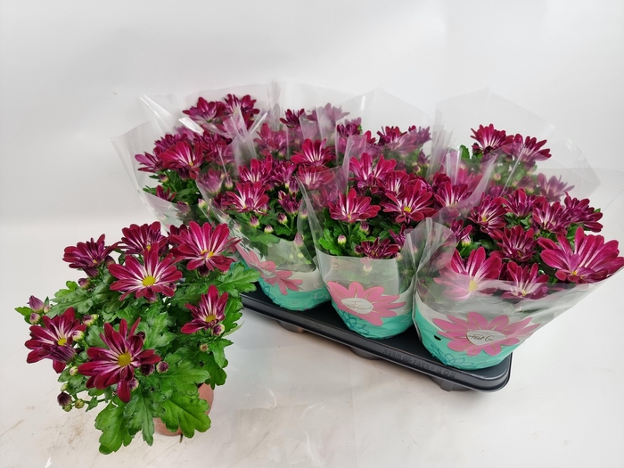 <h4>CHRYS SENSINA</h4>