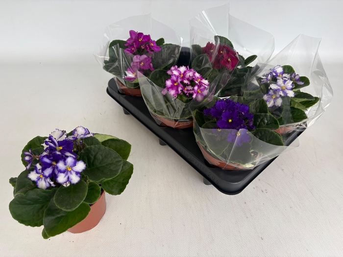 <h4>SAINTP GEM 4 KL</h4>