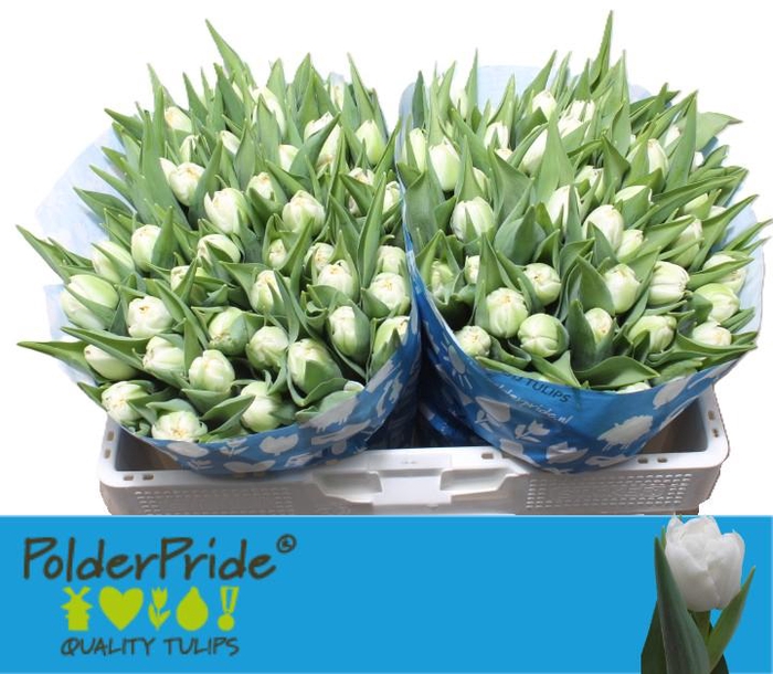 <h4>TU DU FORTALEZA</h4>