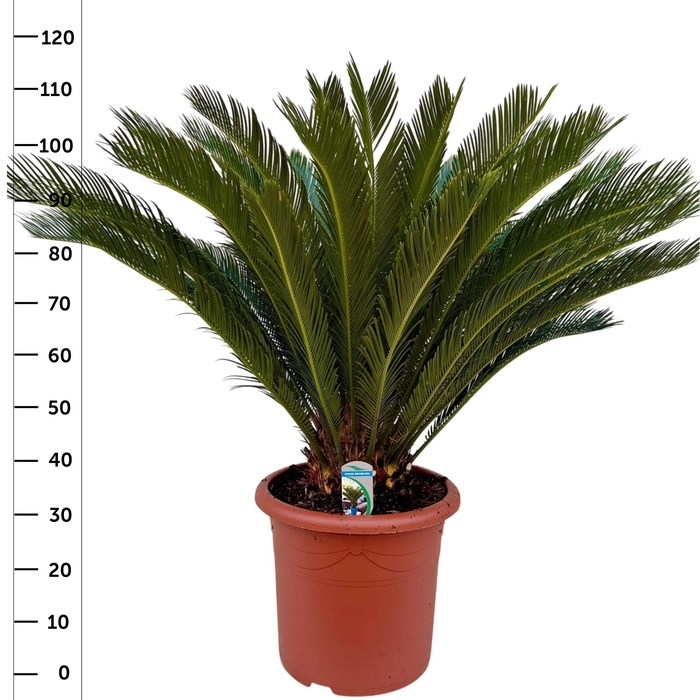 <h4>CYCAS REVOLUTA</h4>