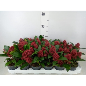 Skimmia jap. 'Rubella'