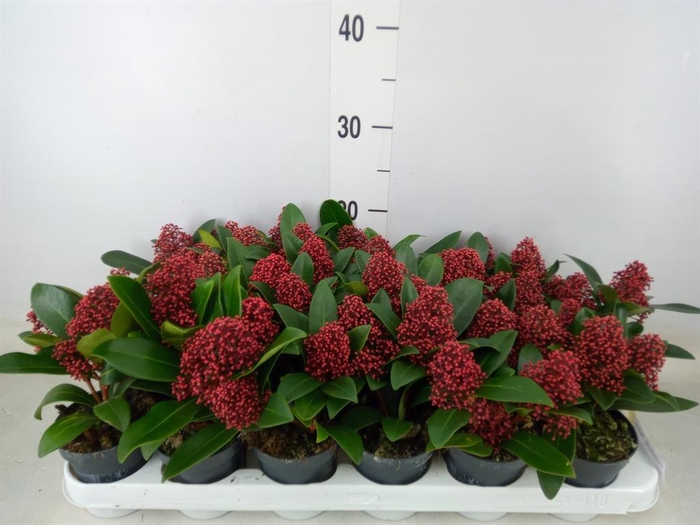 <h4>Skimmia jap. 'Rubella'</h4>