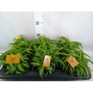 Chlorophytum com. 'Bonnie'