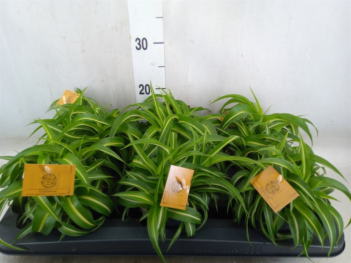 <h4>Chlorophytum com. 'Bonnie'</h4>