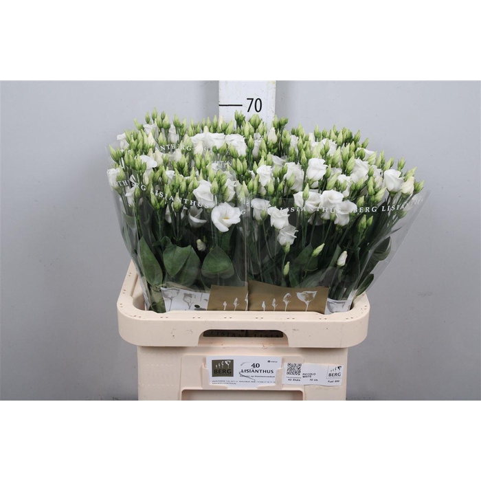 <h4>Eus E Picco White</h4>