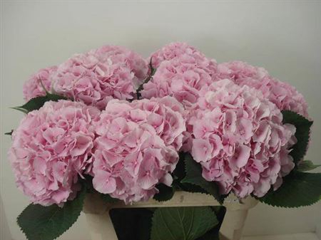<h4>Hyd Verena Pink Pale</h4>