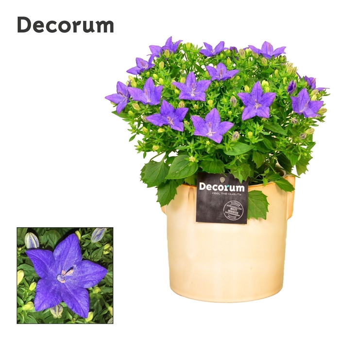 <h4>Campanula 'Napoli' Lauren Decorum</h4>