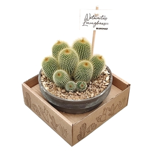 NOTOCACTUS LENINGHAUSII - TERRACOTTA BOWL Ø 15 - IN CARDBOARD BOX (CACTUS)