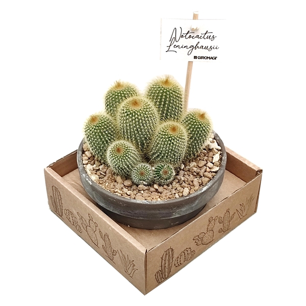 <h4>NOTOCACTUS LENINGHAUSII - TERRACOTTA BOWL Ø 15 - IN CARDBOARD BOX (CACTUS)</h4>