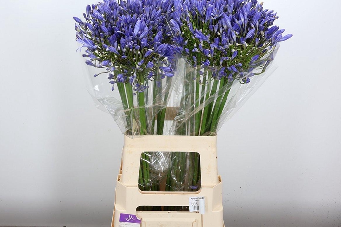 <h4>Agap Blue Heaven</h4>