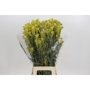 Anigozanthos Bush Gold