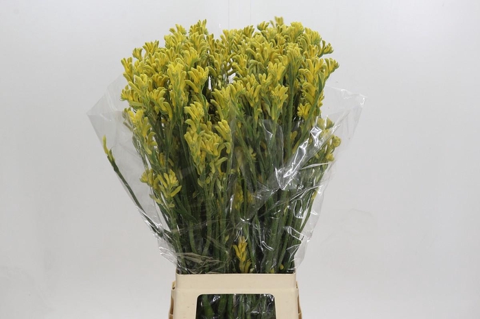 <h4>Anigozanthos Bush Gold</h4>