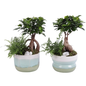 Yearround Arr. Indoor Ceramic Fresh Breeze FB675 Ø17cm 2PP