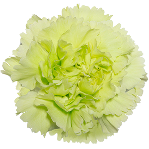 <h4>DIAN.ST. Jungle Green</h4>